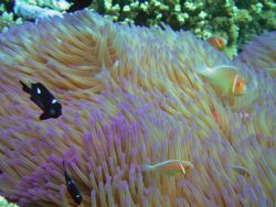 Giant Magnificient Sea Anemone and Friends by Chuck See 